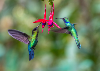 When people age they need simpler ways to make hummer nectar