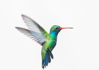 Hummingbird nest construction guide