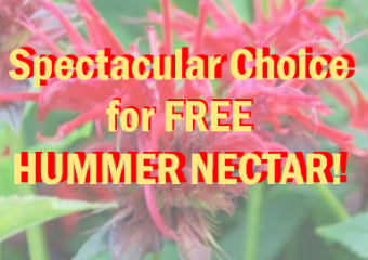 bee balm a spectacular plant giving you free hummer nectar