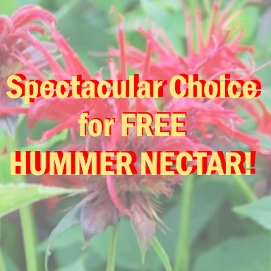 bee balm a spectacular plant giving you free hummer nectar