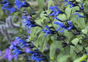 Black and Blue Salvia makes its own hummer nectar