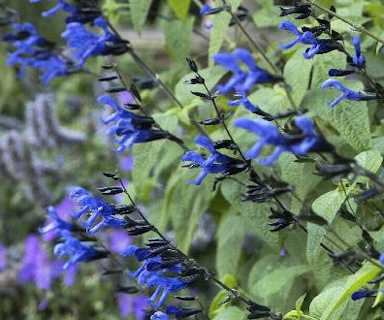 Black and Blue Salvia makes its own hummer nectar