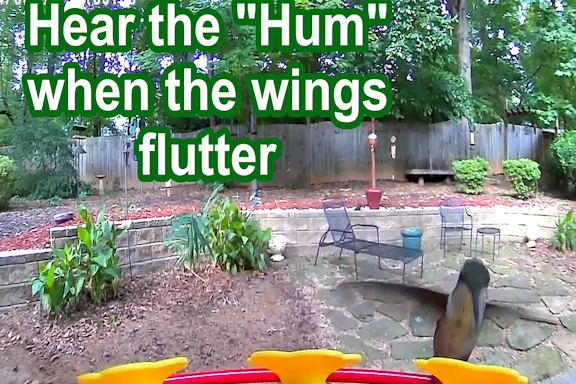 How and why do hummingbirds hum