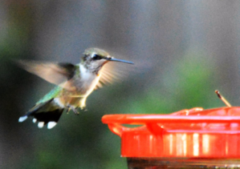 Hummer Nectar is Practically Free When Using a Sugar Shaker Nectar Maker