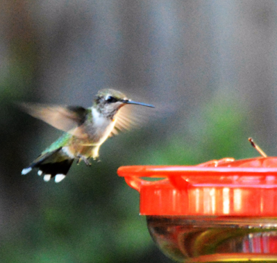 Hummer Nectar is Practically Free When Using a Sugar Shaker Nectar Maker