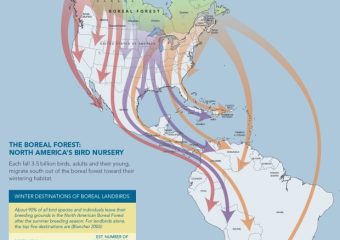 Map of hummingbird migration.