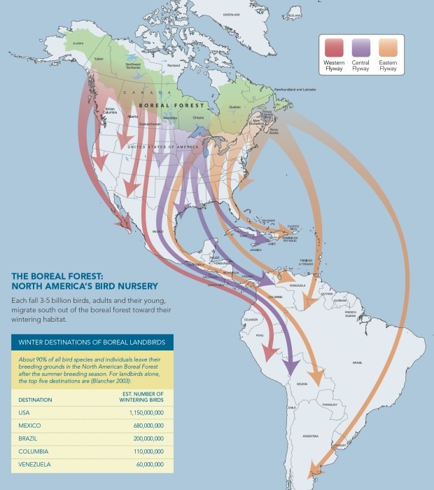 Map of hummingbird migration.