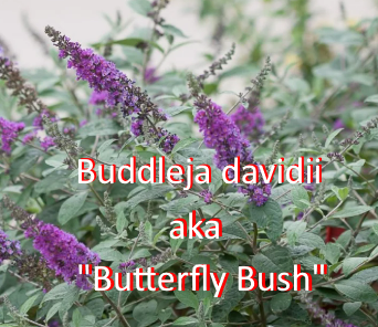Butterfly bush makes natural hummingbird nectar