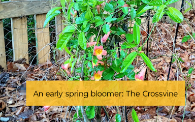 crossvine flowers are natural hummingbird nectar