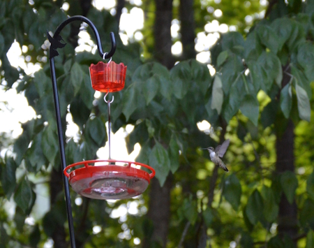 how to stop nectar from spoiling