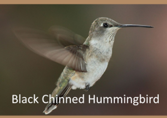 black chinned hummingbird