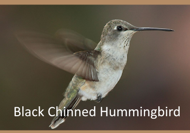 black chinned hummingbird