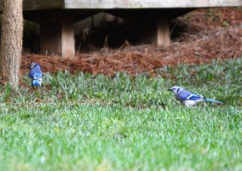 Blue Jays can be predators, attacking hummers