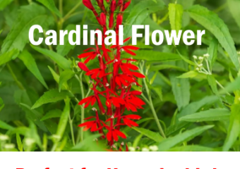 Cardinal flowers are perfect for free hummer nectar