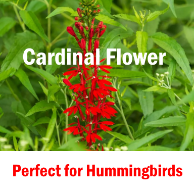 Cardinal flowers are perfect for free hummer nectar