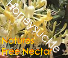 Honeysuckle free hummer nectar