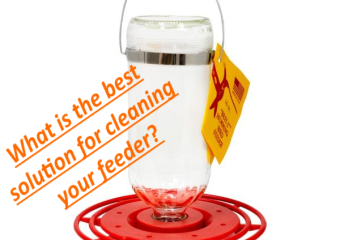 what liquid solution should be used to clean a hummingbird feeder