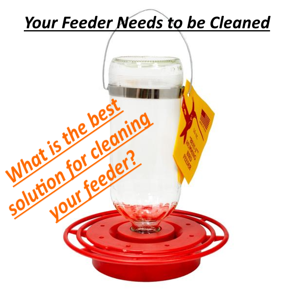 what liquid solution should be used to clean a hummingbird feeder