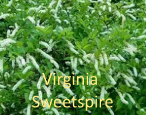 Virginia Sweetspire for free hummer nectar