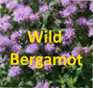Wild Bergamot Free Hummer Nectar