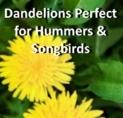 Dandelions perfect for free hummer nectar and songbird seeds