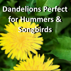 Dandelions perfect for free hummer nectar and songbird seeds