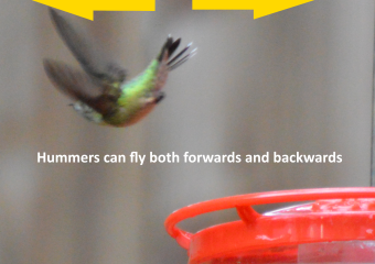 Hummers can fly both forwards and backwards