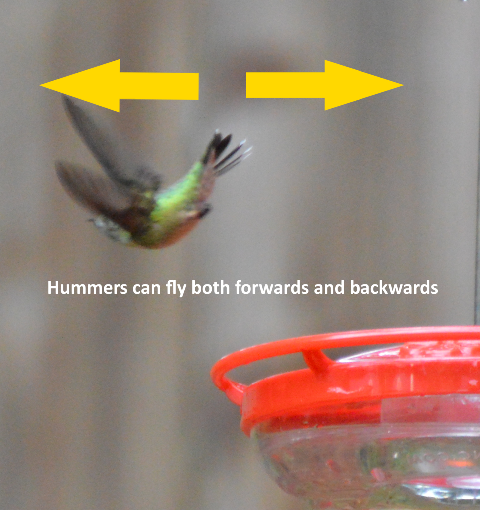 hummers fly both forwards and backwards Hummers can fly both forwards and backwards
