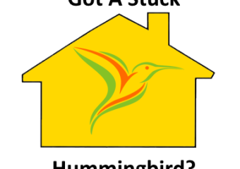 Hummingbird stuck in a house or garage