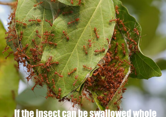 Hummers using ants as food