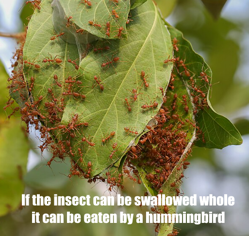 Hummers using ants as food