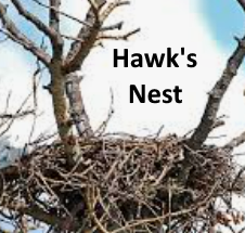 Hummers living in close proximity of nesting hawks