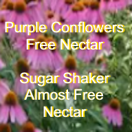 Purple coneflower produce free hummer nectar while the Sugar Shaker Nectar Maker produces almost free nectar at 60 cents quart