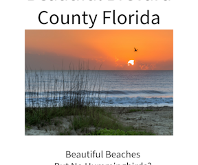 Beautiful Brevard County Beaches but no hummingbirds