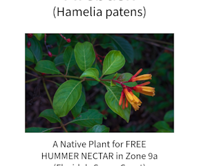 Firebush native hummer plant for free hummer nectar in Florida's Space Coast