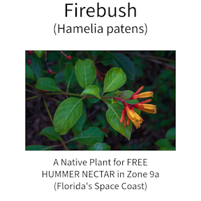 Firebush native hummer plant for free hummer nectar in Florida's Space Coast