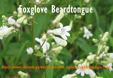 Foxglove Beardtongue plant for free hummer nectar in zone 3a