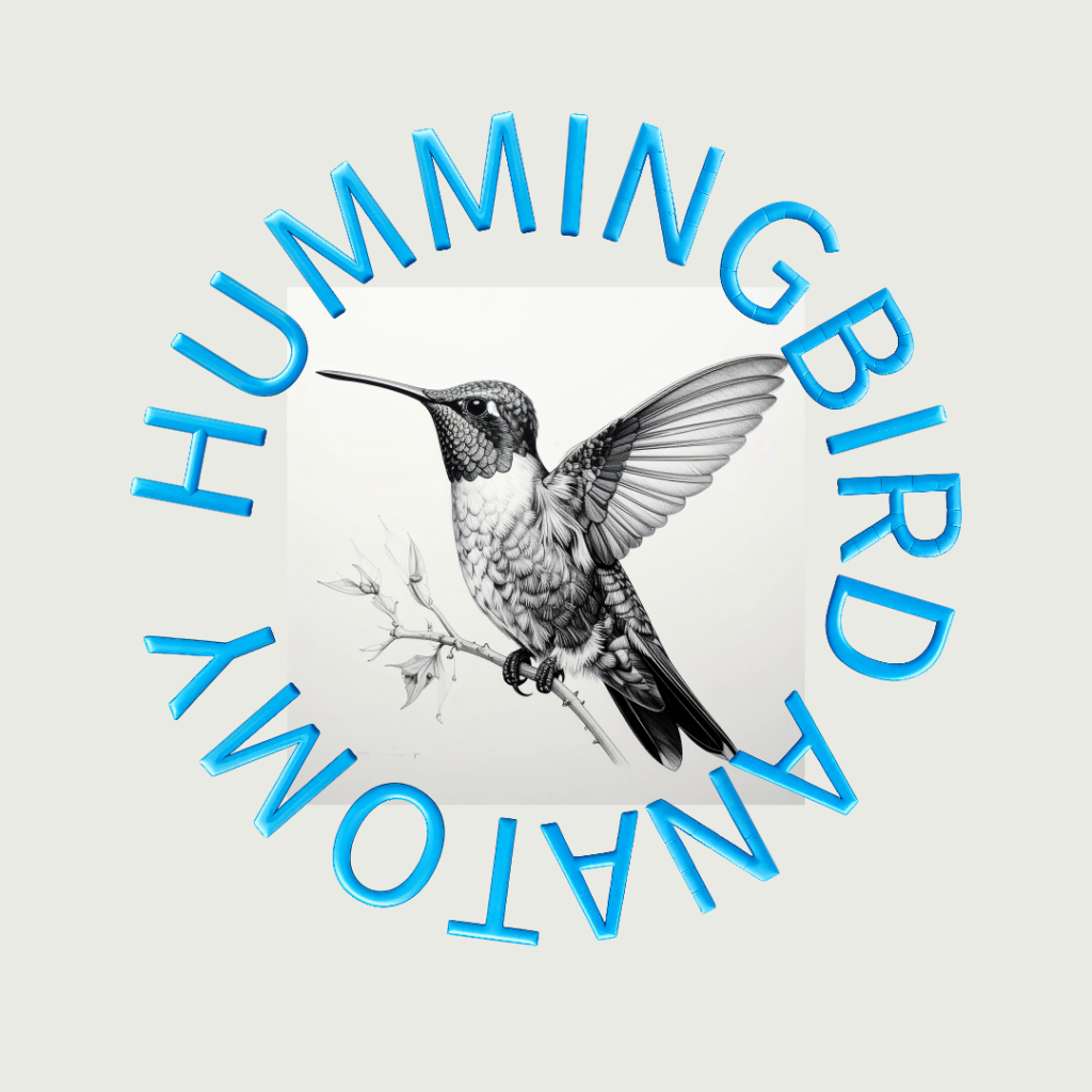 Basic hummingbird Anatomy