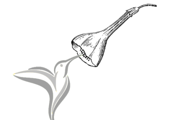 A hummingbird retrieving nectar which is part of their diet.