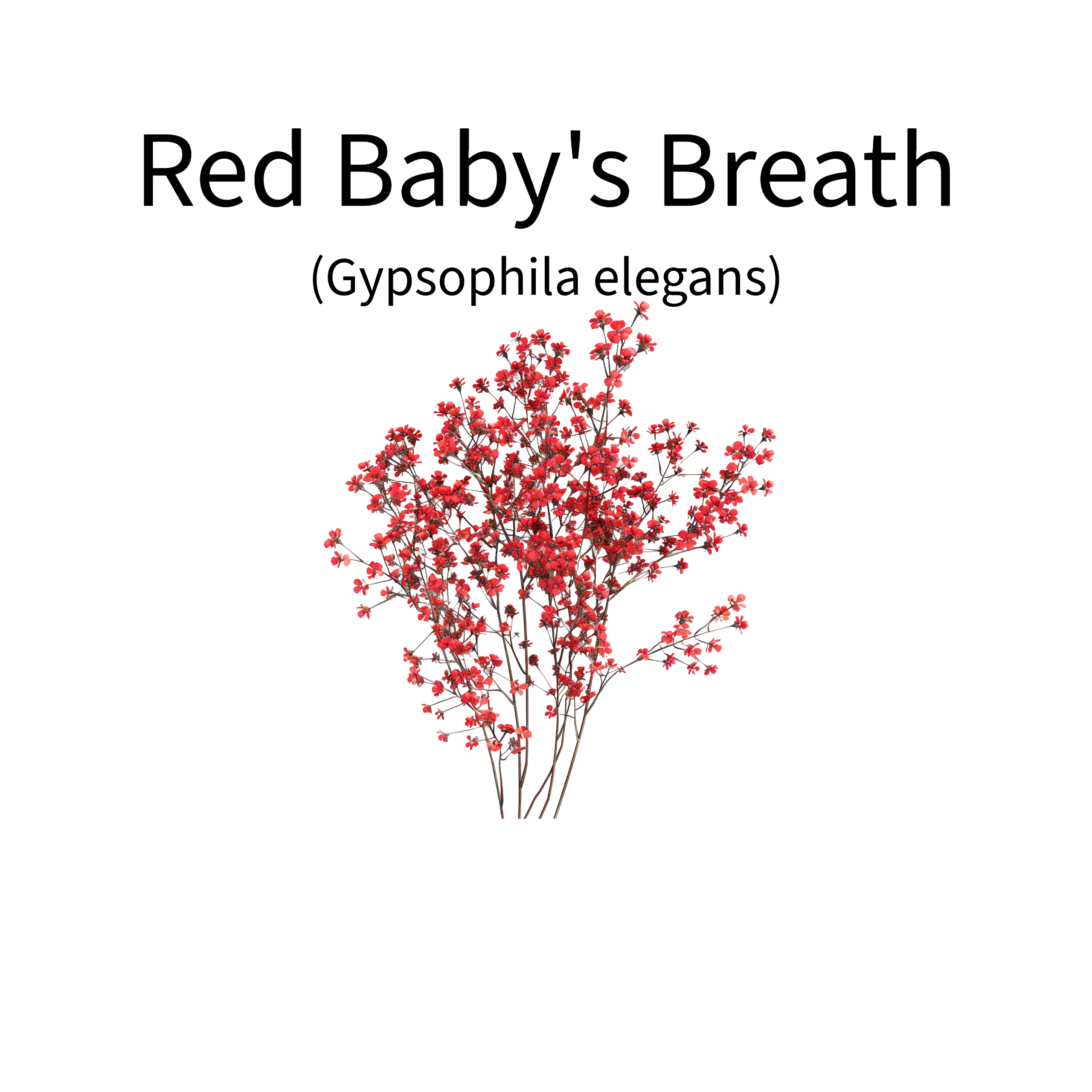 Free nectar with the flower - Red Baby's Breath