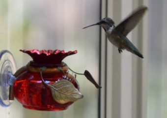 Why we spend so much time attracting hummingbirds