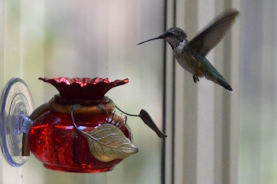 Why we spend so much time attracting hummingbirds