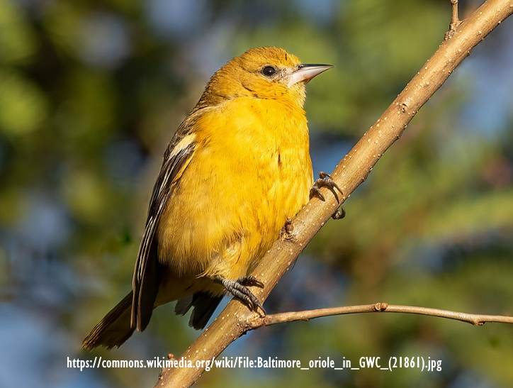 Baltimore Oriole needs nectar and fruit.