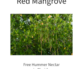 Free Hummer Nectar in Florida with Red Mangrove