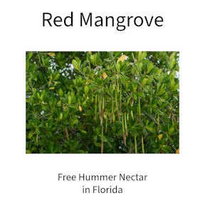 Free Hummer Nectar in Florida with Red Mangrove