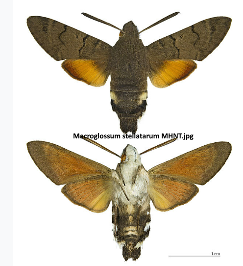 Hawk Moths mimic hummingbirds for survival