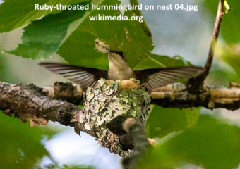 Ruby-throated hummingbird on its nest