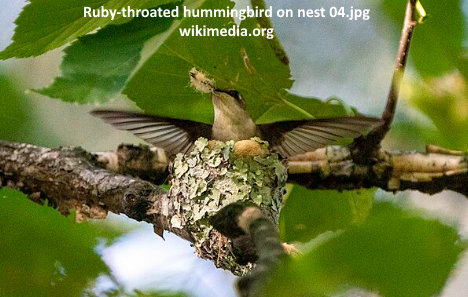 Ruby-throated hummingbird on its nest