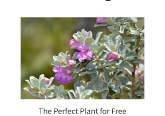 Texas Sage Free Hummer Nectar zone 8z