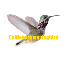 Calliope Hummingbird